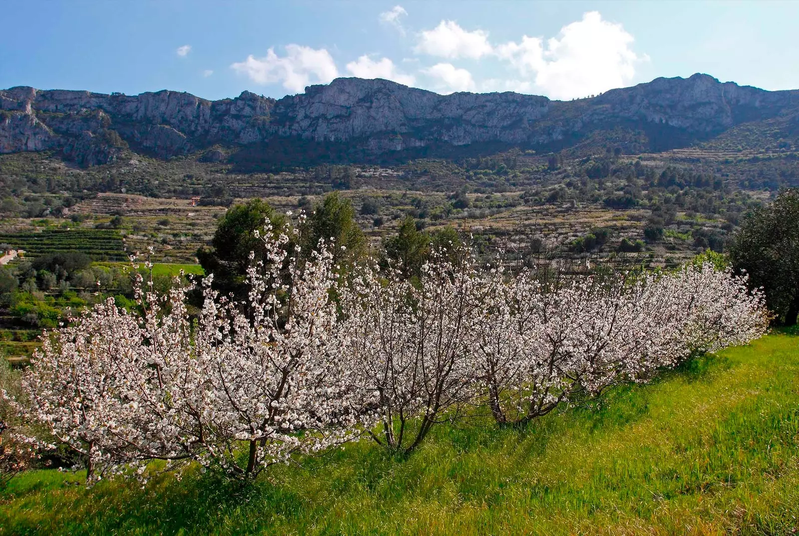 עצי דובדבן בפריחה vall de gallinera