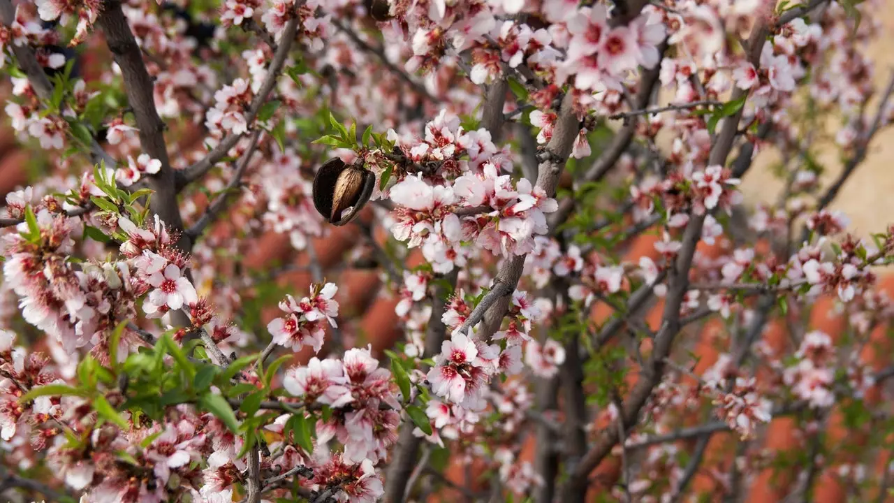 Everything you need to know about the Almond Blossom Festival in Tejeda