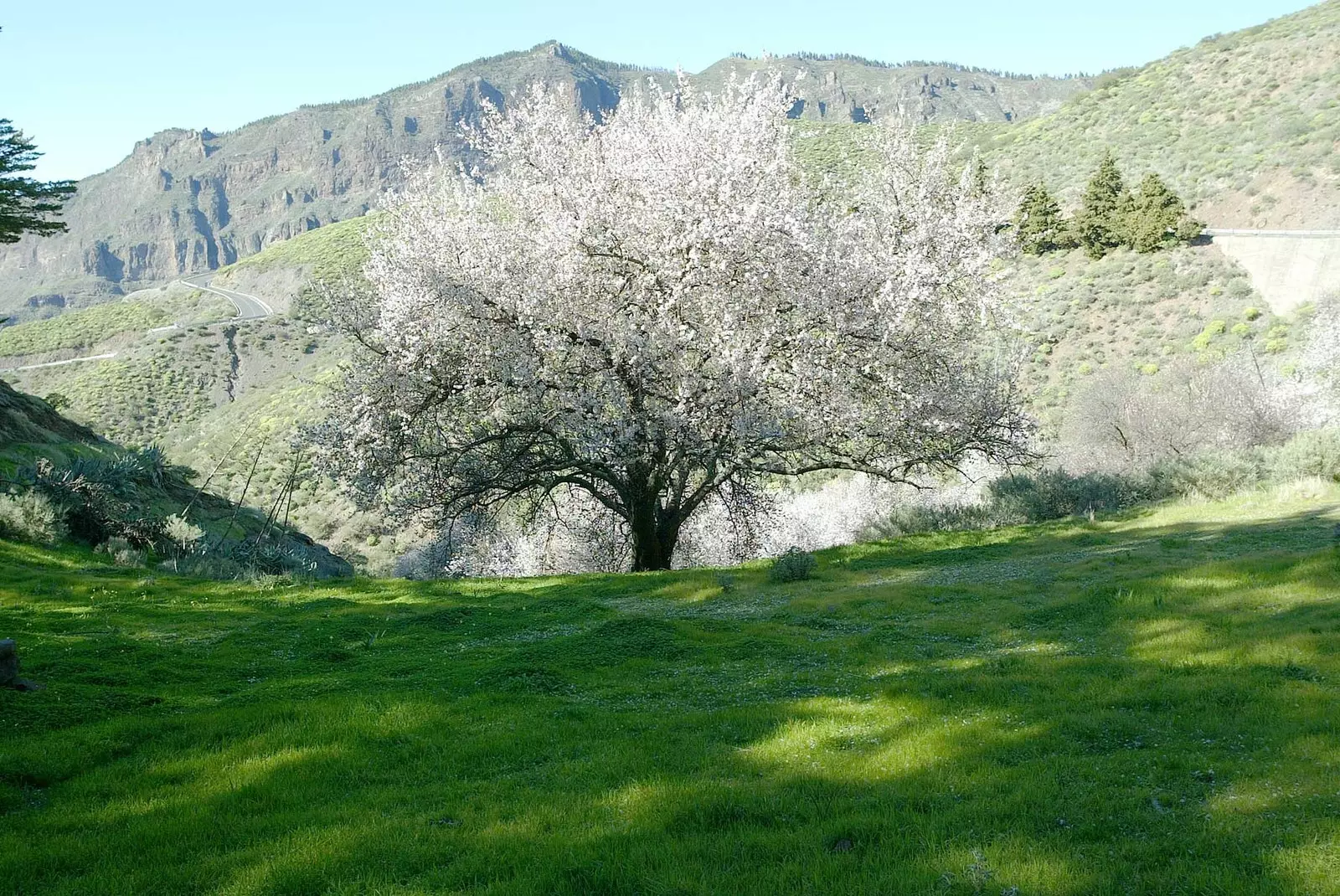 Badem Çiçeği Tejeda