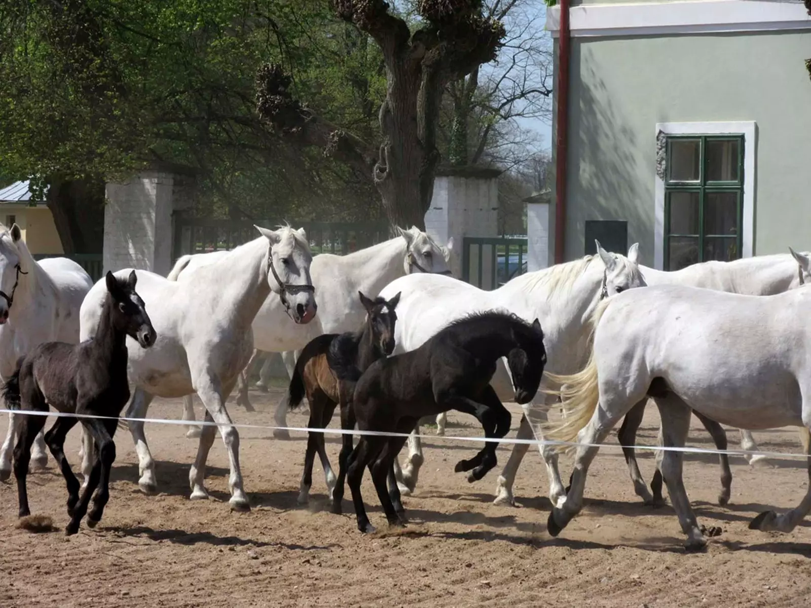 cavalos em Kladruby nad Labem