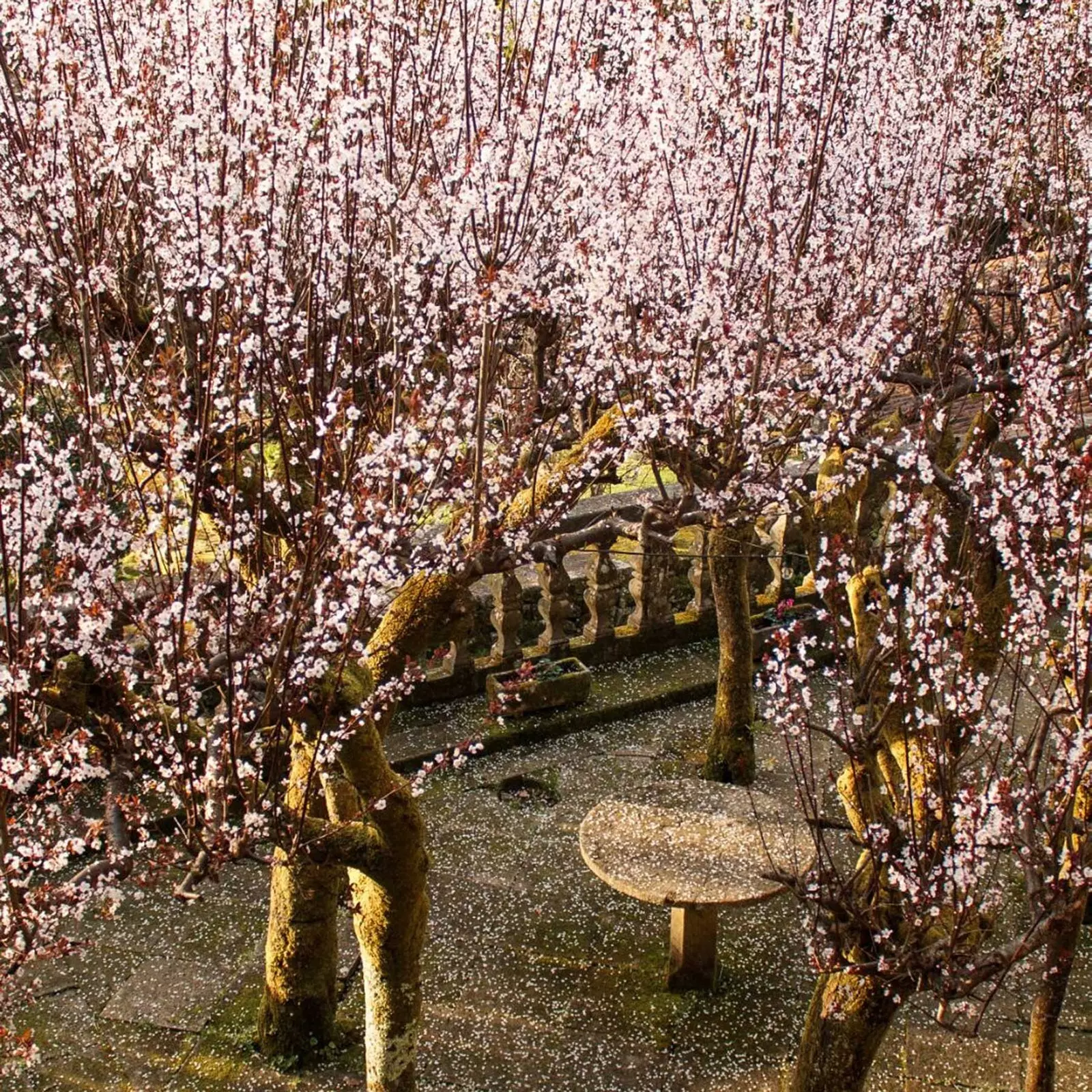 Blomstrende japanske plommetrær Pazo de Faramello