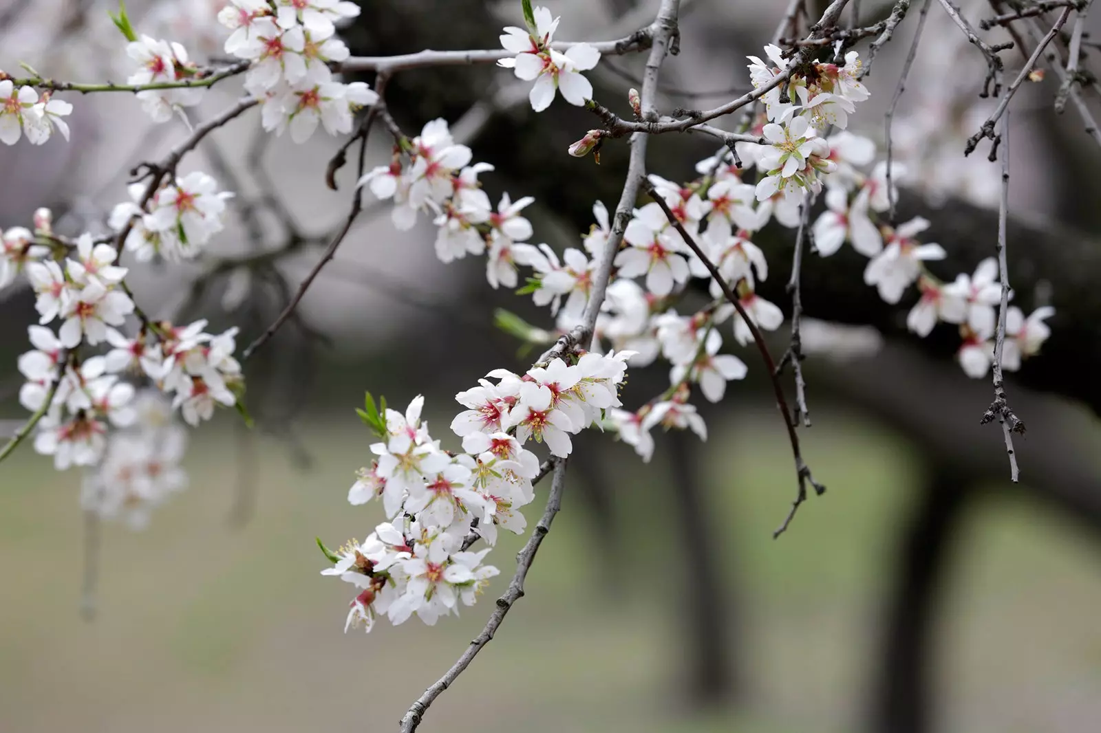 Quinta de los Molinos mandelträd börjar blomma