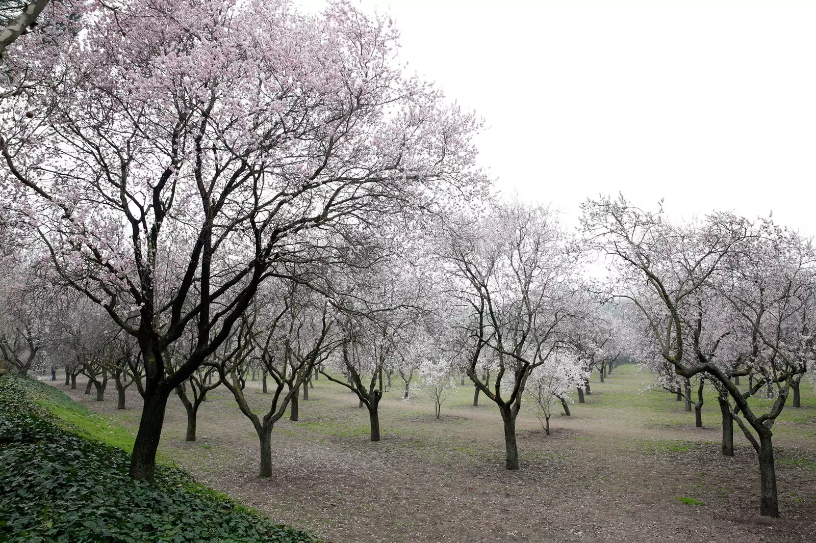 تبدأ أشجار اللوز في Quinta de los Molinos في الازدهار