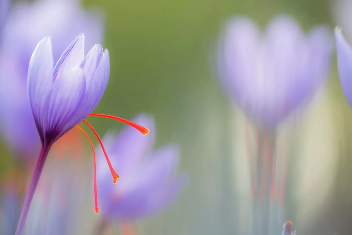 A flor do açafrão