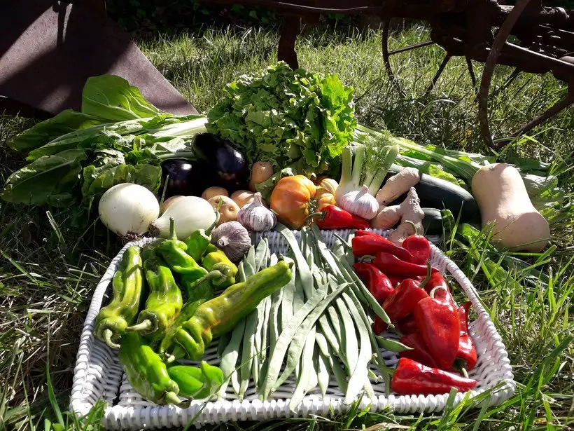 Vegetables from Navarra