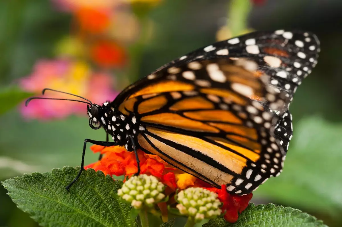 Bướm Monarch ngoạn mục nhất