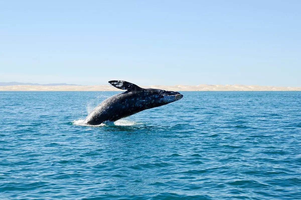 Melanggar paus abu-abu di Guerrero Negro Mexico