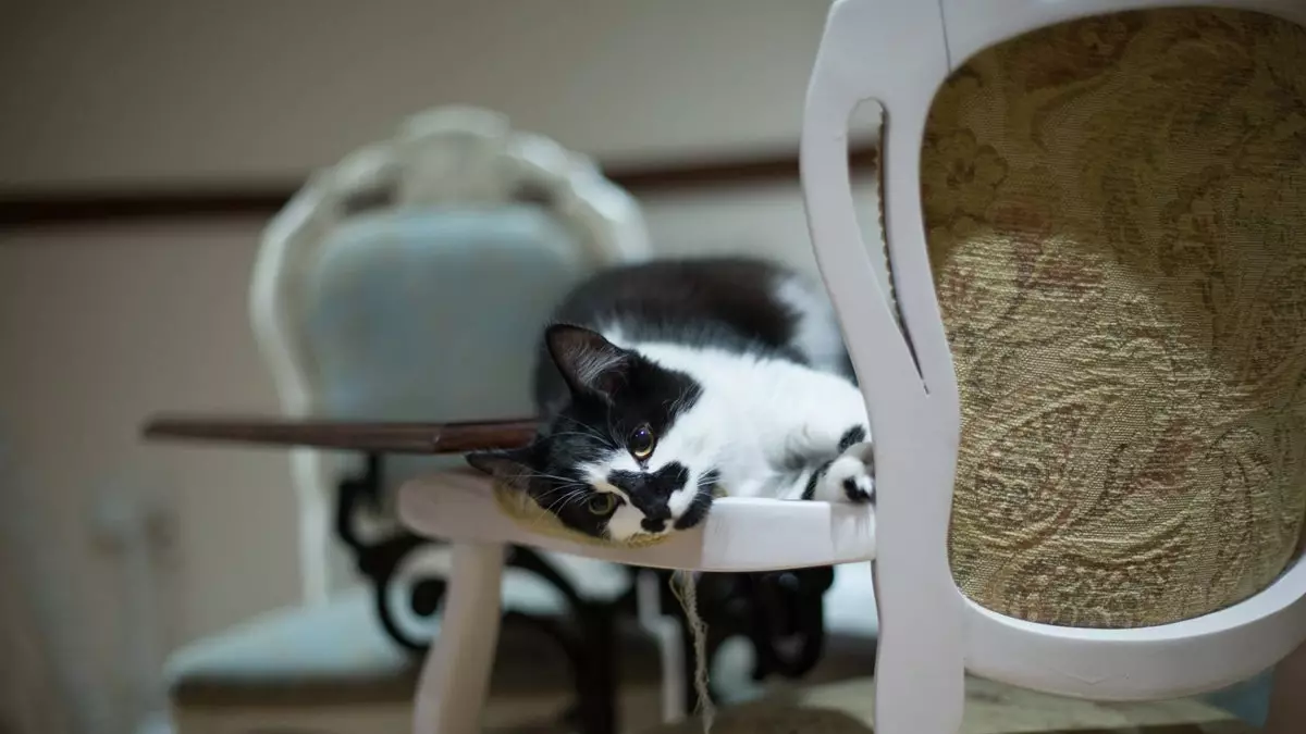 Waktu minum teh ditemani kucing di London