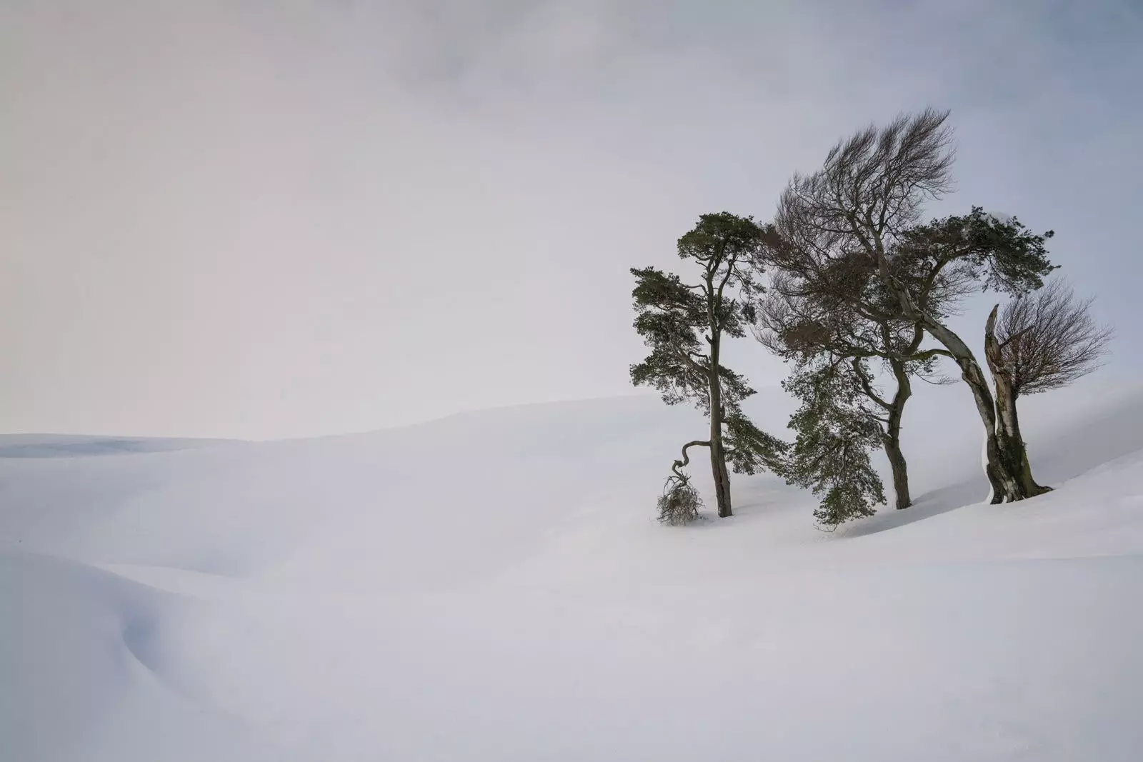 „Standing in Snow” Leadhills South Lanarkshire Scotland