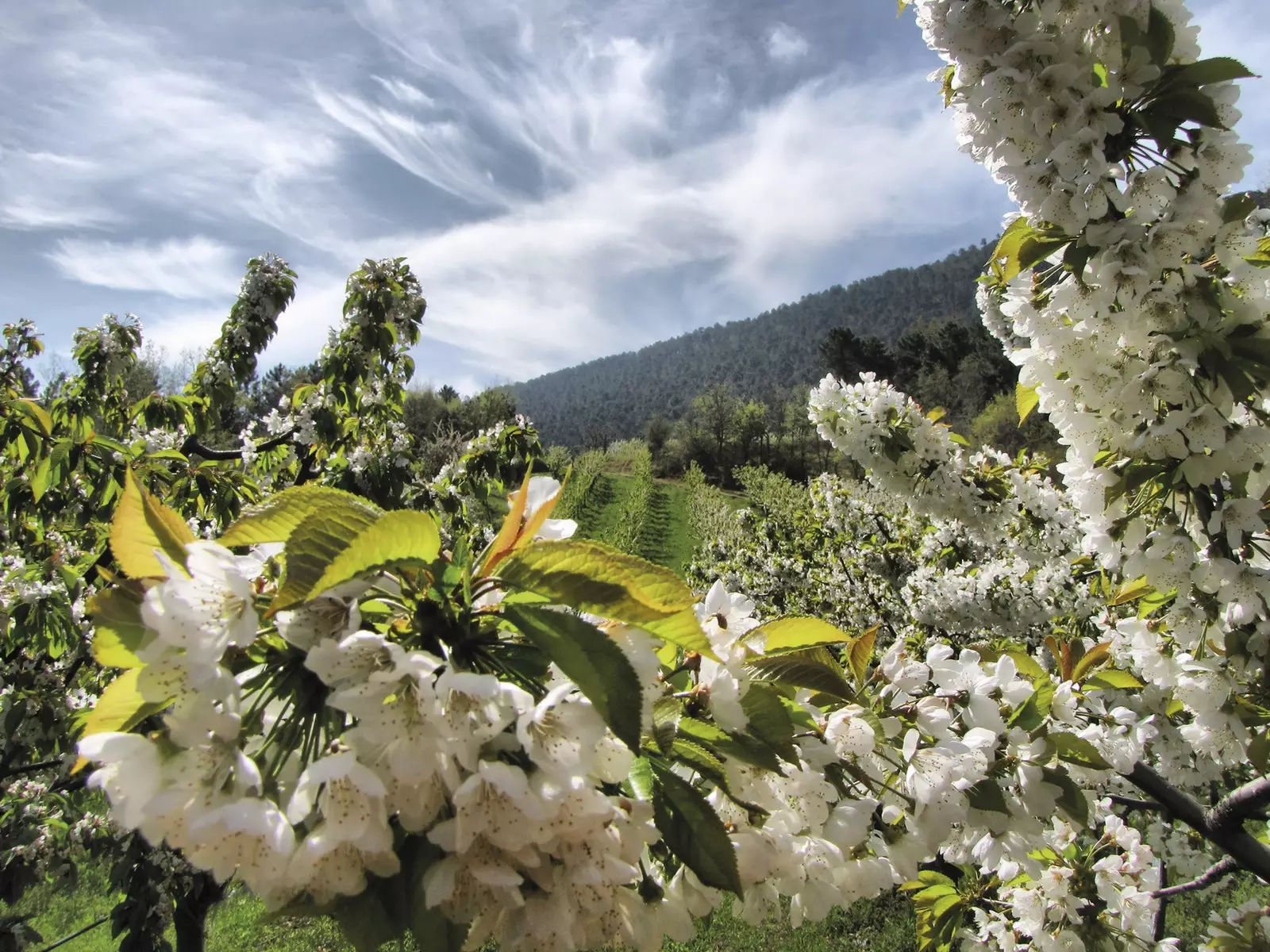 La floració dels cirerers de les Maleires comença a l'abril