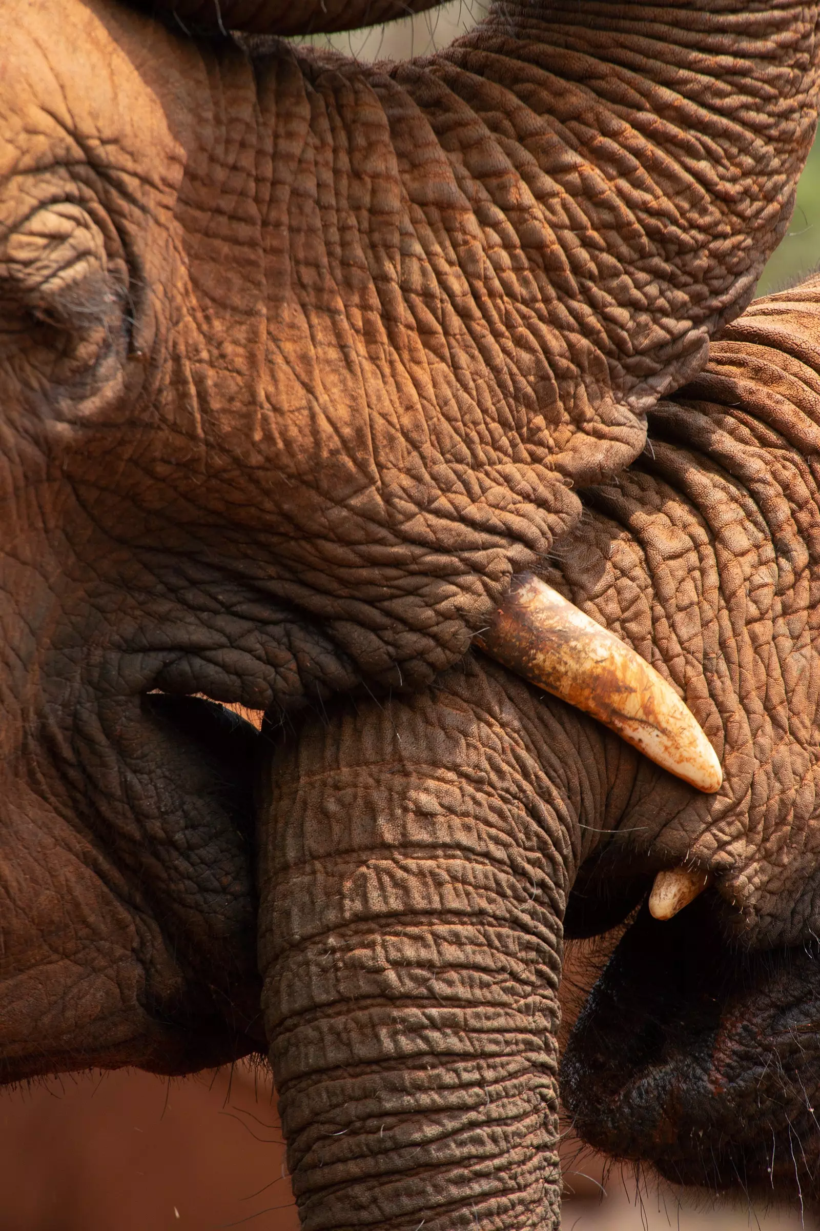 Elephant Sanctuary hjá David Sheldrick Foundation