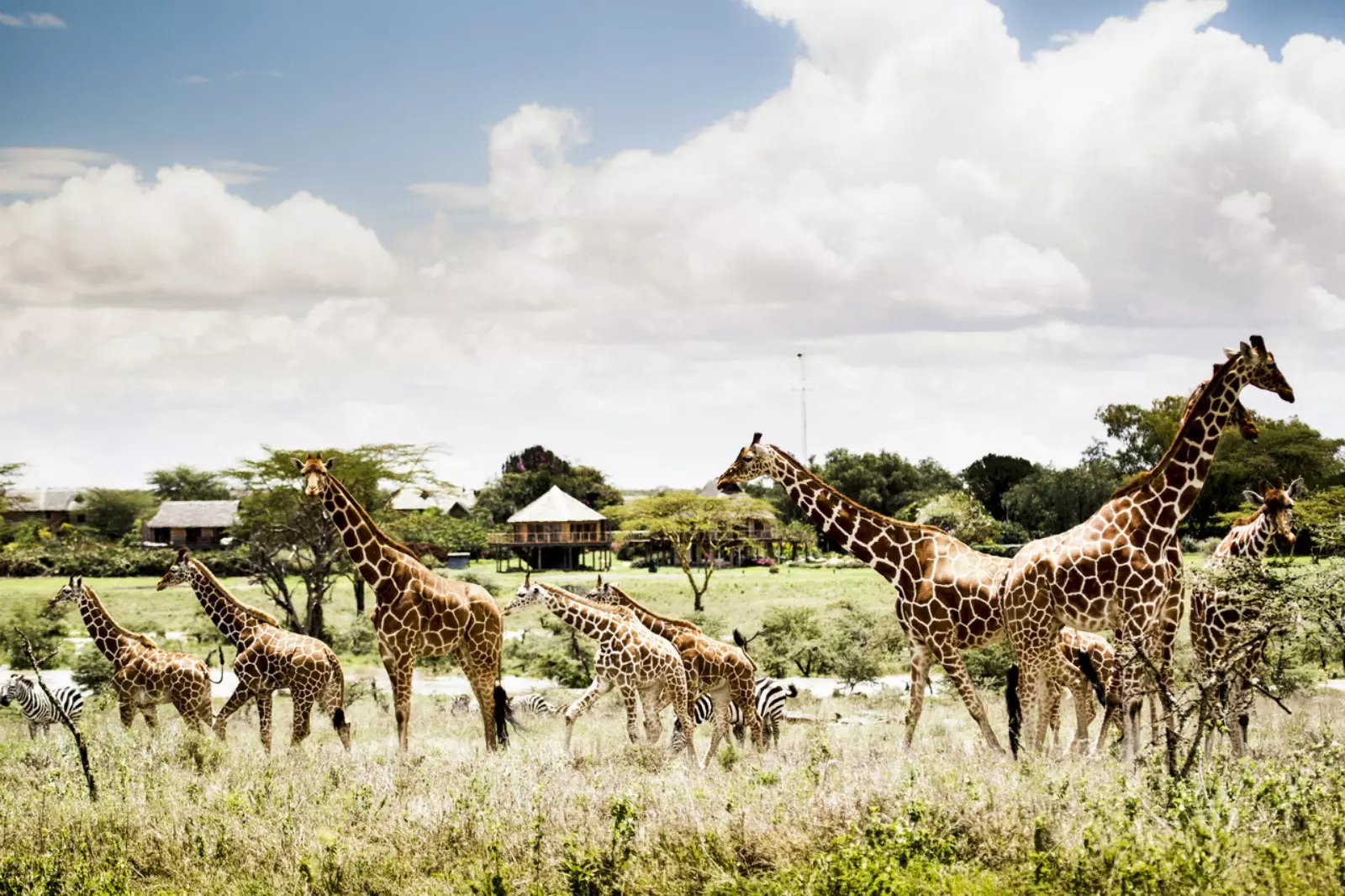 Segera ist ein Schutzgebiet für Safaris.