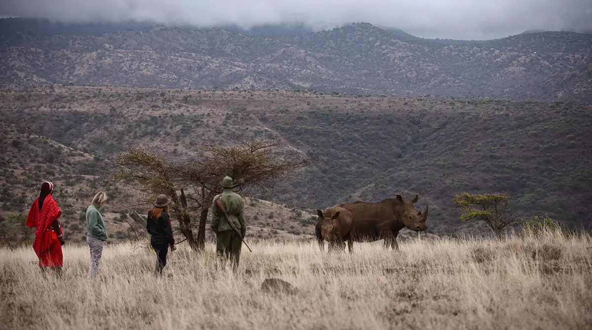 Srónbheannach ag Campa Safari Lewa