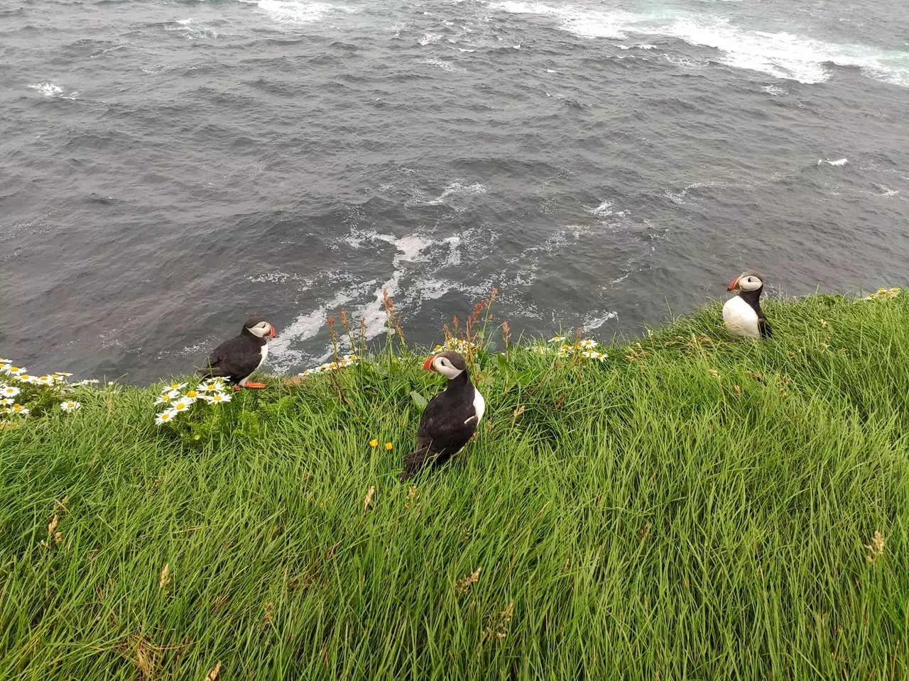 Lunnefåglar vid Latrabjarg