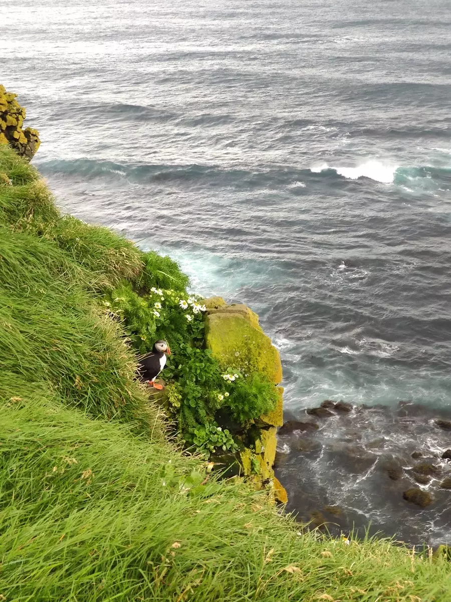 Pulcinella di mare a Latrabjarg