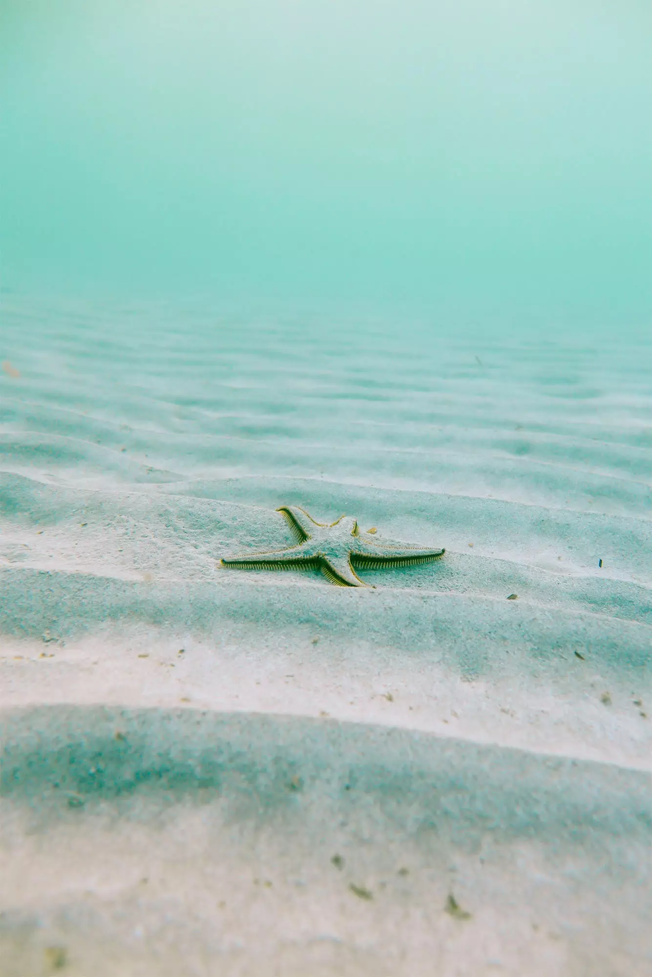 starfish