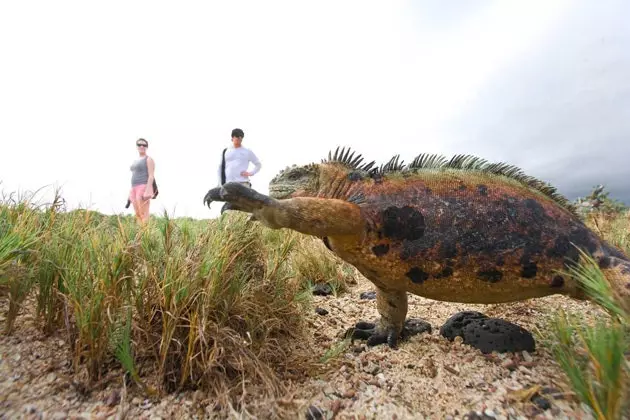 Tearmann Iguana ar Isla Brava