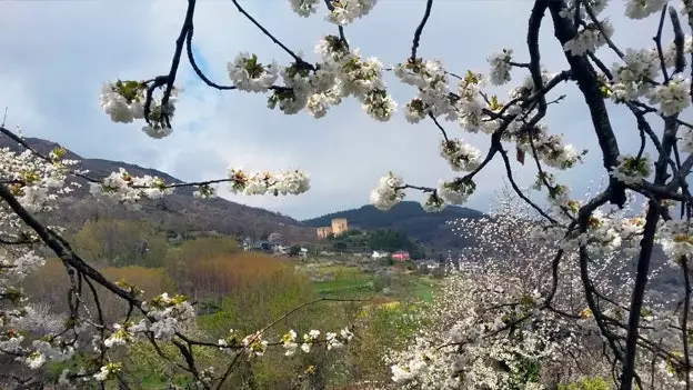 Blomstereksplosjon i feltene i Bierzo