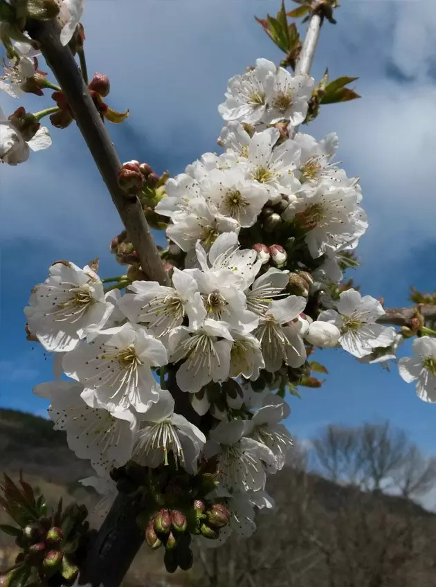 flowers flowers flowers