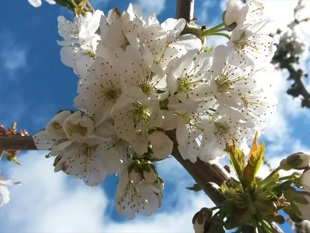 Cherry blossoms at their best