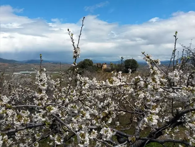 Peisaje fermecate în Jerte Berciano