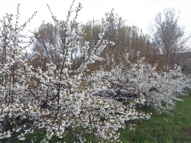 Няма чаго зайздросціць міндальным дрэвам...