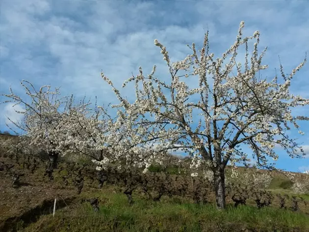 Գարնան խնջույք