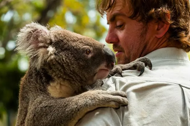 Ist eine Umarmung von einem Koala so beruhigend