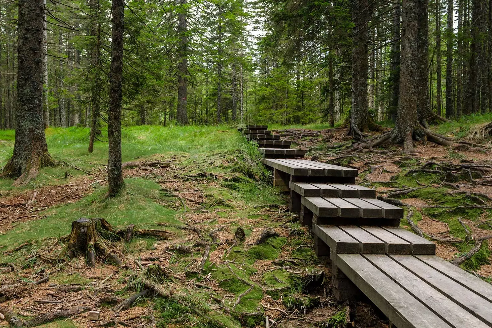 Stígur í miðjum skógi í Pohorje Slóveníu