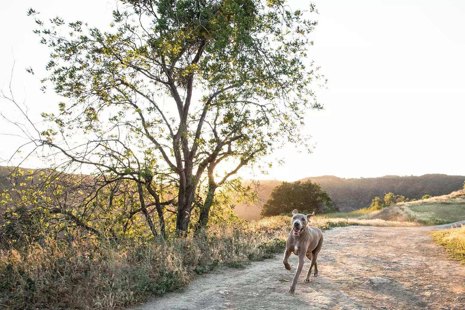 Wandelen met je hond is het leukste