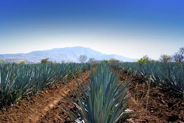 Fushat e agave në Tequila