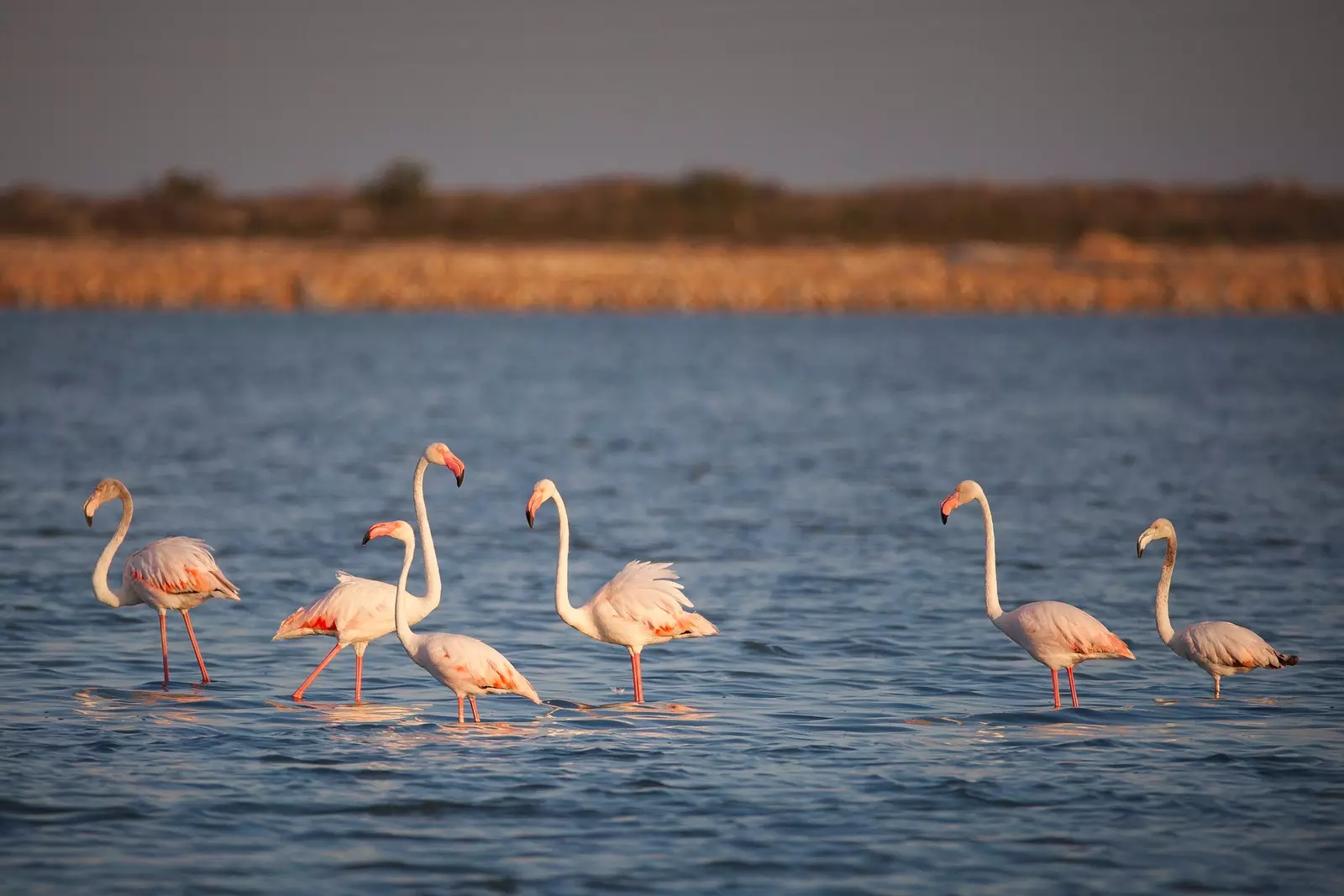 Flamingos in the salt flats of Santa Pola Alicante