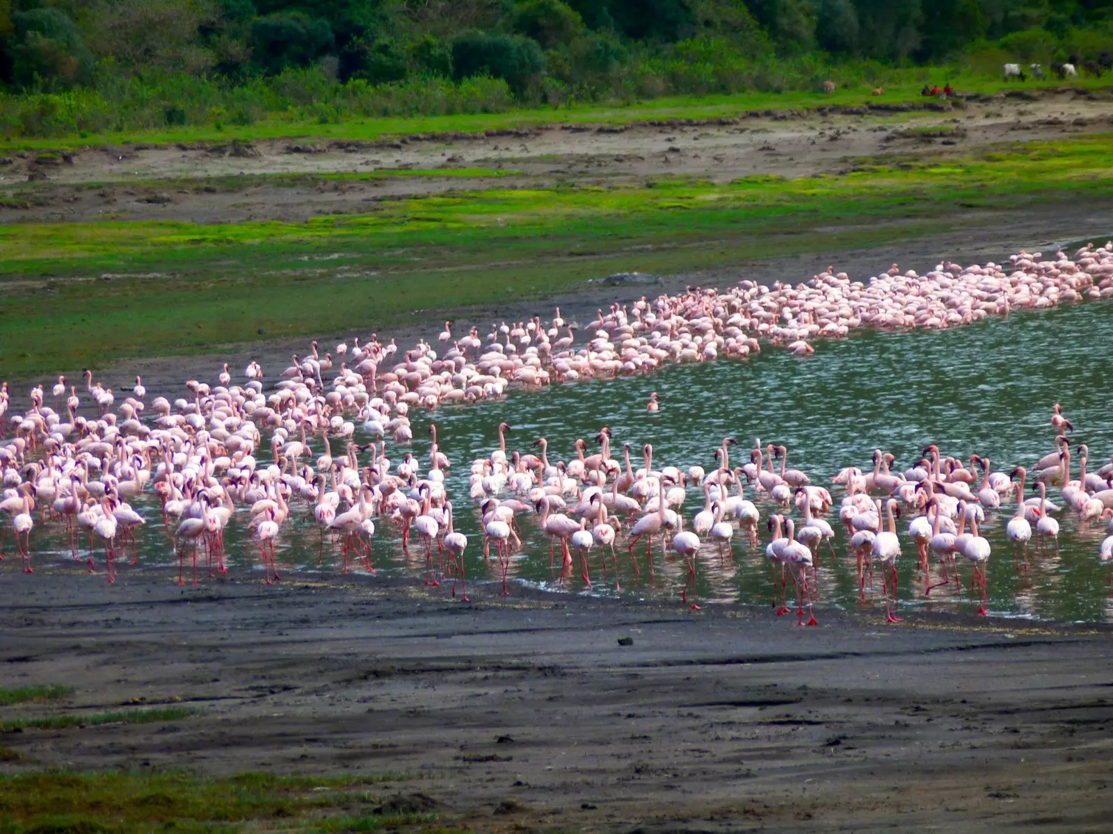 Flamingai ežere Empakų kraterio viduje Tanzanijoje.