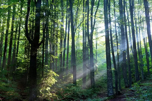 romania forest