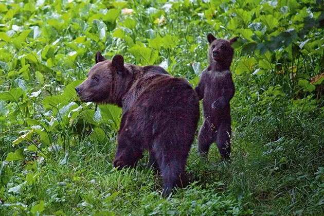 мядзведзі румынія