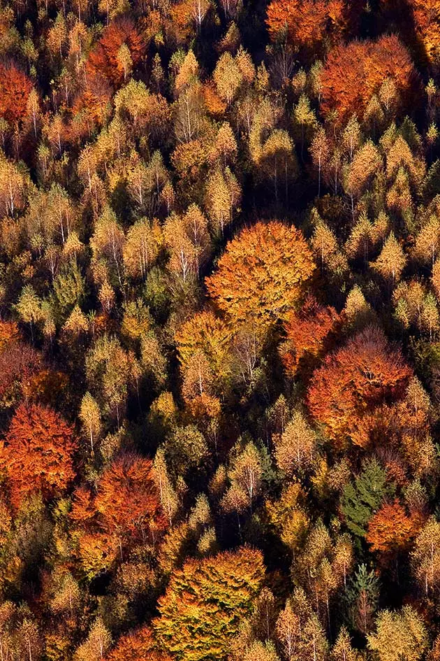 carpathian forest romania