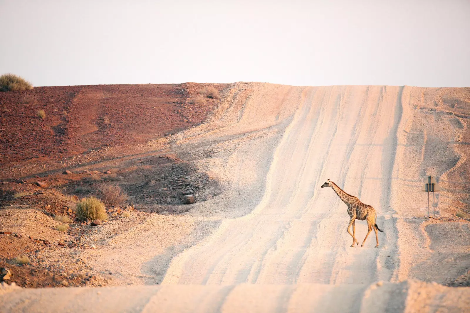 jerapah namibia