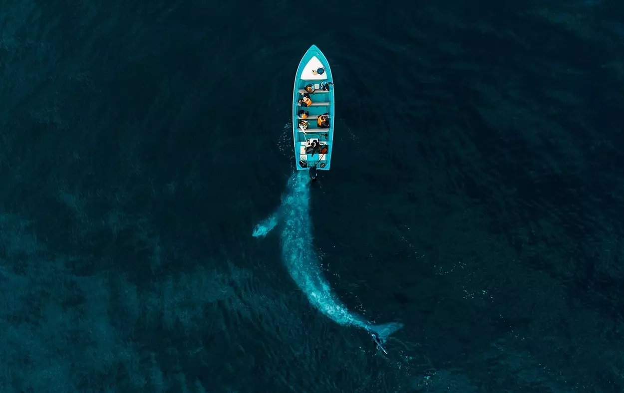 „Grey Whale Plays Pushing Tourists“ Joseph Cheires