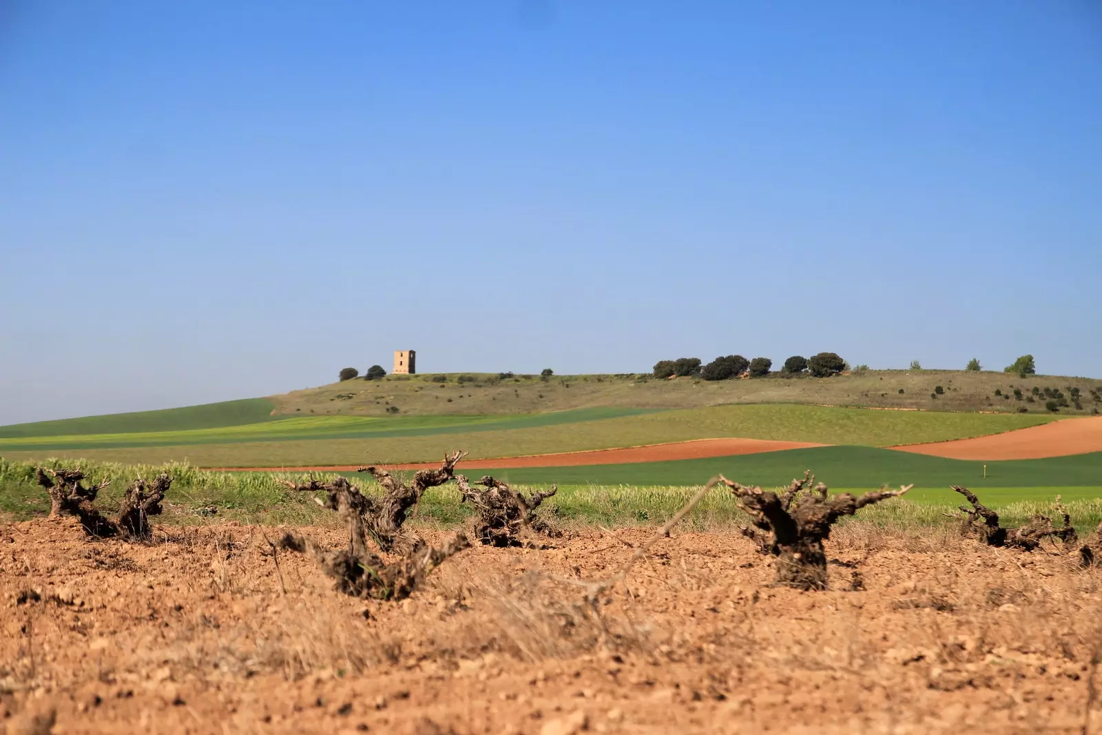 Vinmarkerne i Remigio Salas