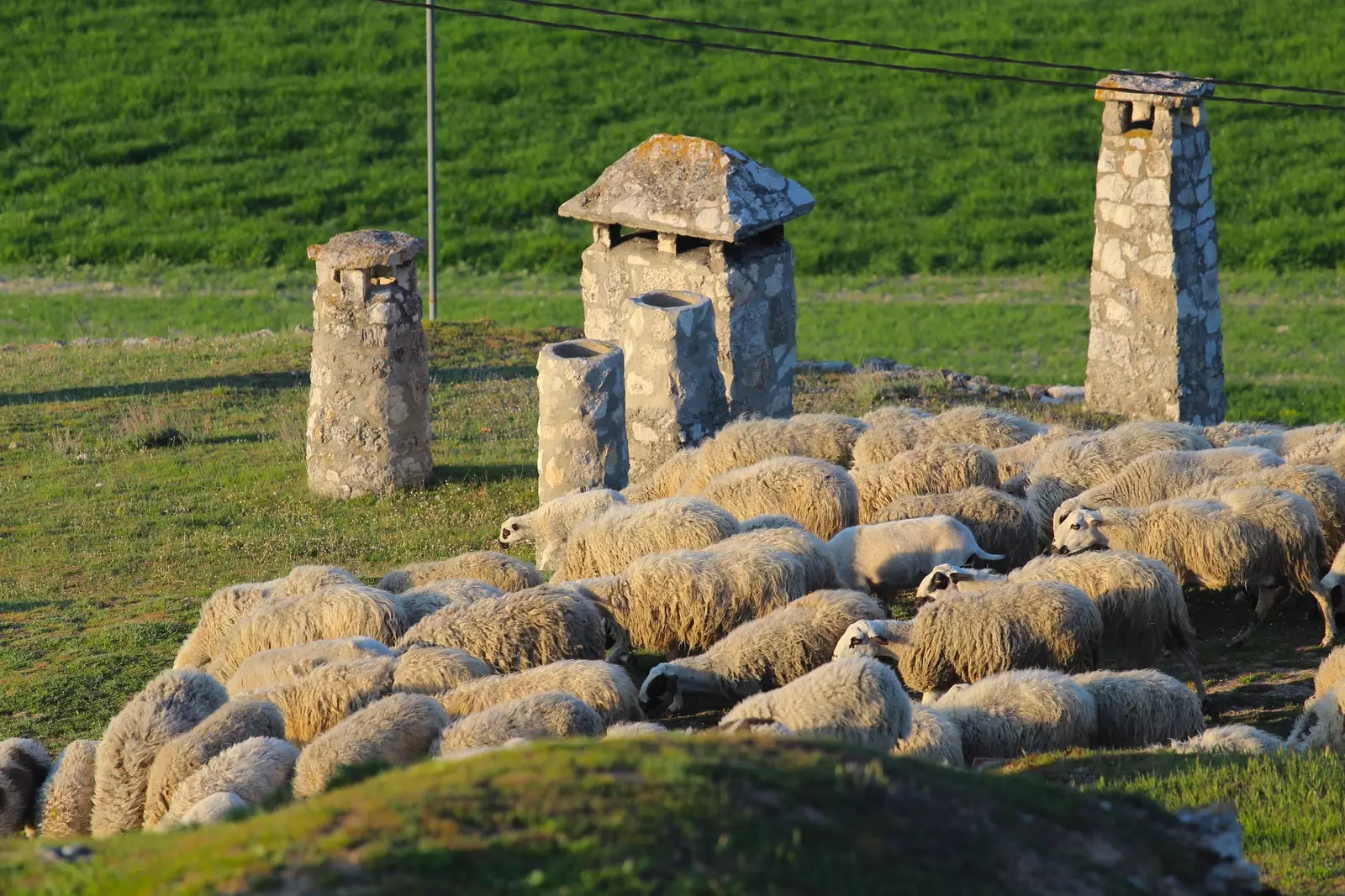 Schapen in de wijnmakerijwijk Baltanás