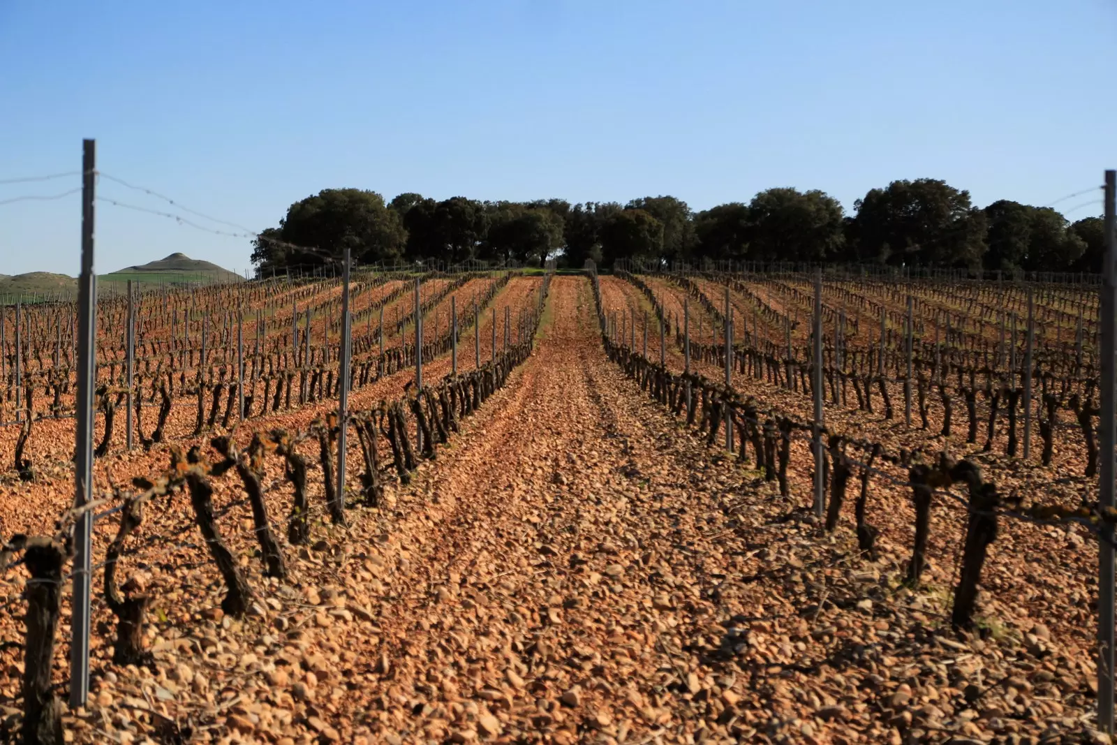 Vineyard Payments of Negredo Palencia.