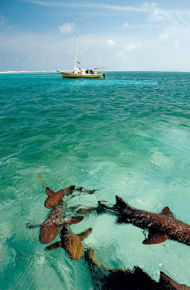 Sharks in the area of ​​Shark Alley in front of San Pedro