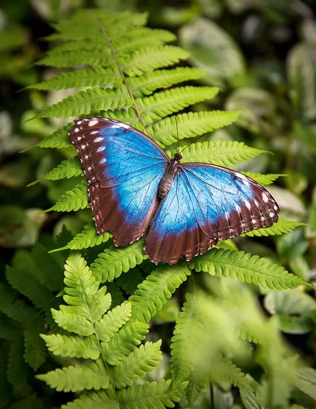 Blue Morpho Butterfly på Green Hill Butterfly