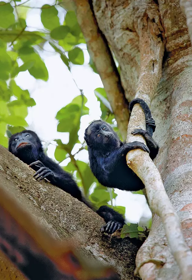 Monyet Howler di Chan Chich Lodge