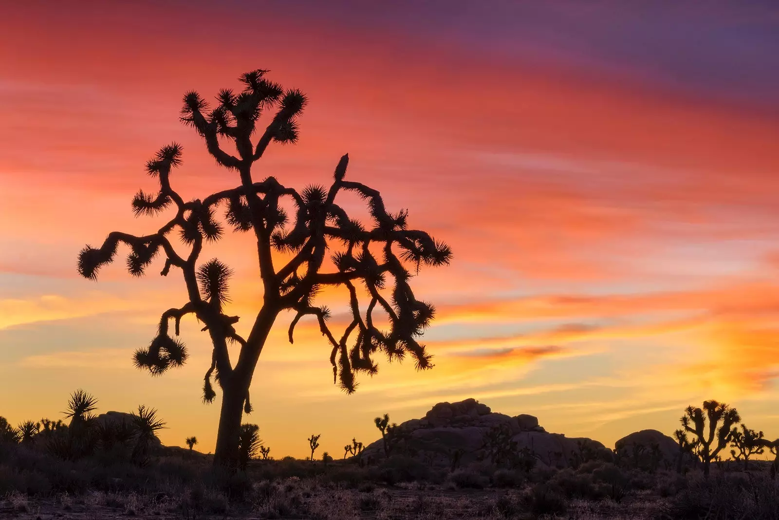 Joshua Tree