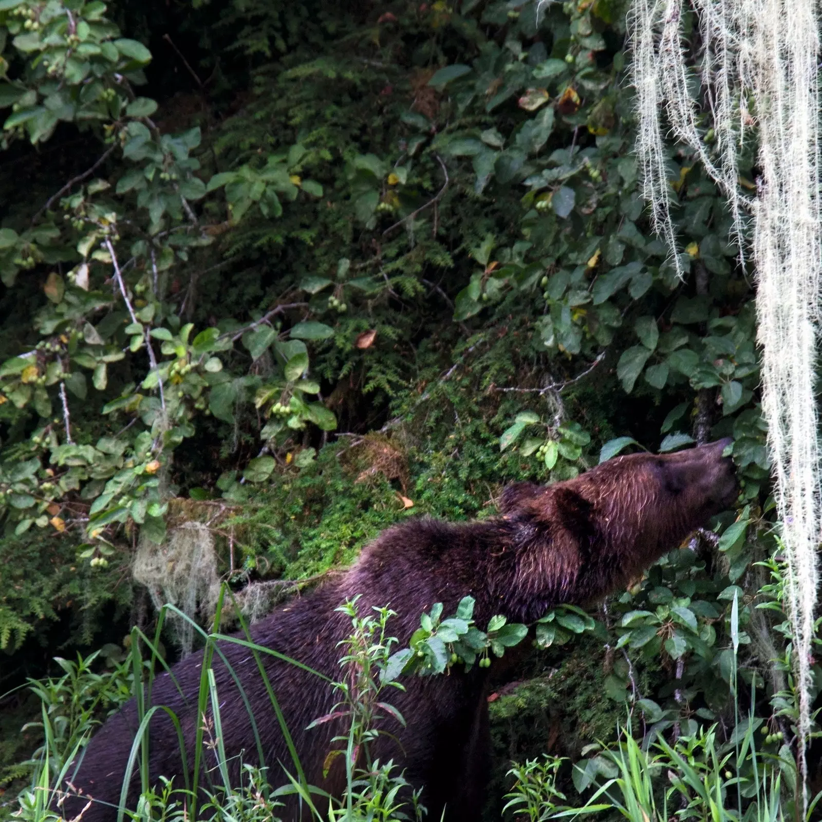 Jackie c'est ainsi que nous avons baptisé ce grizzly inconnu