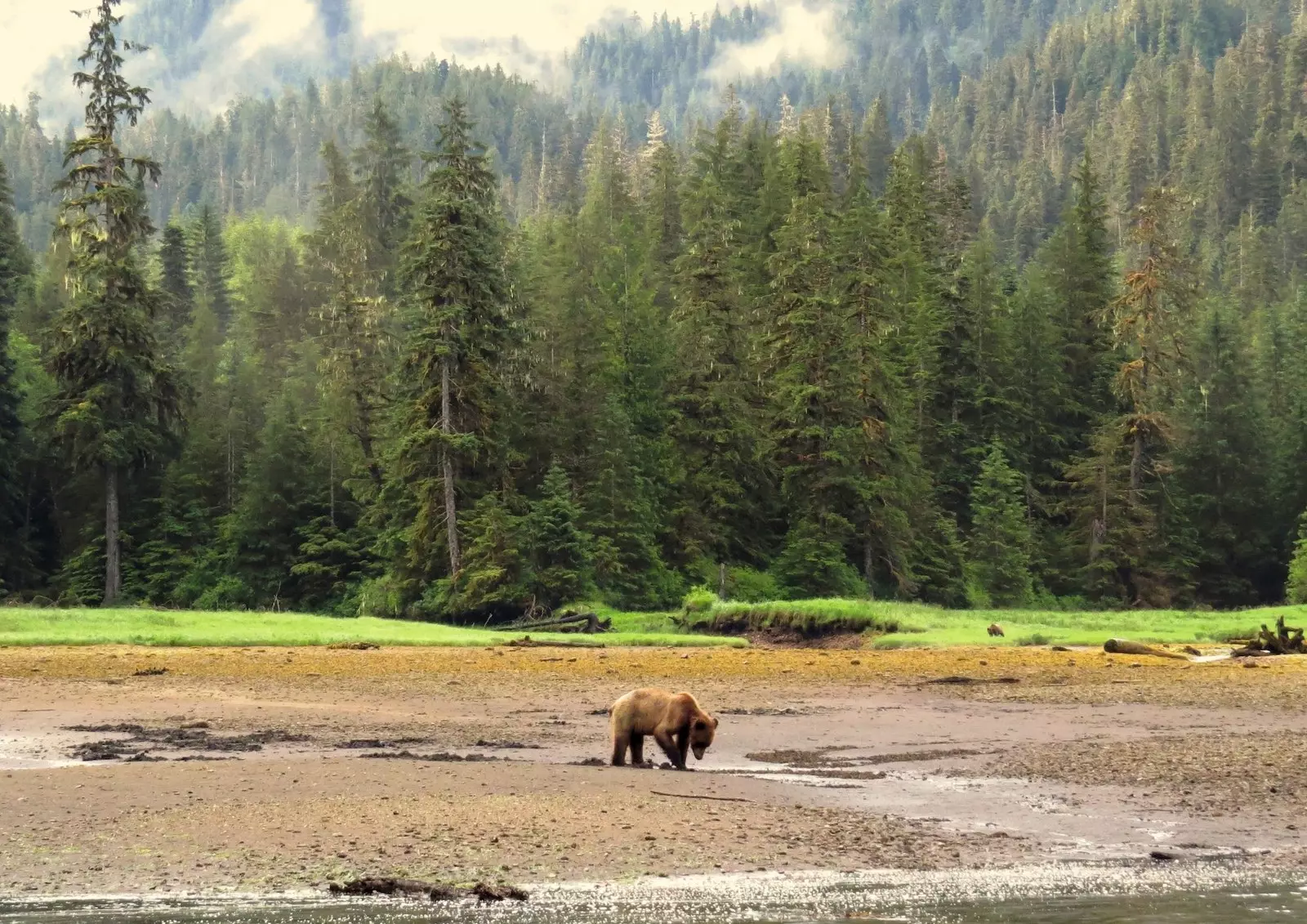 Un grizzli dans le parc provincial Khutzeymateen