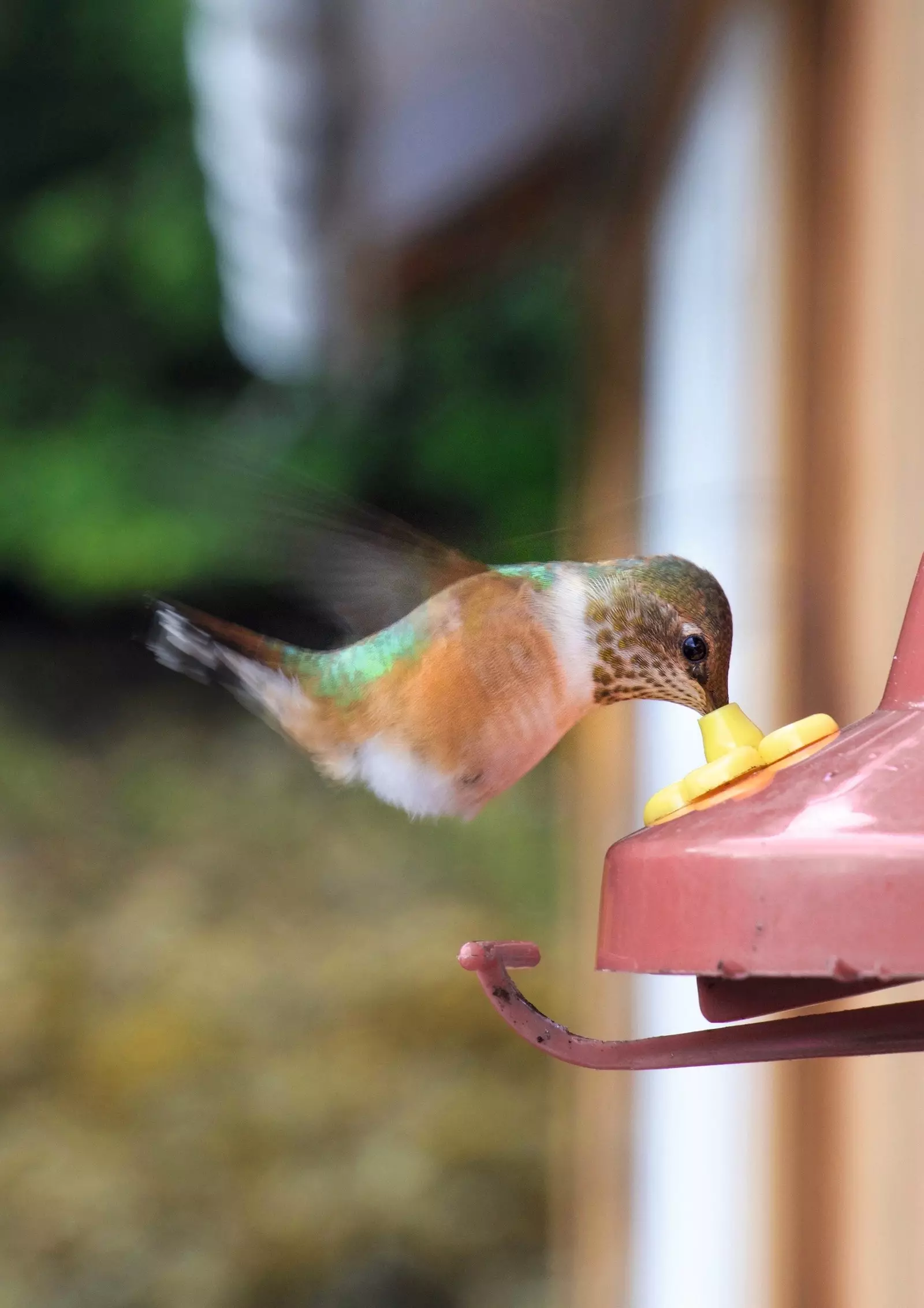 Sie können Stunden in das schwindelerregende Flattern von Kolibris versunken verbringen