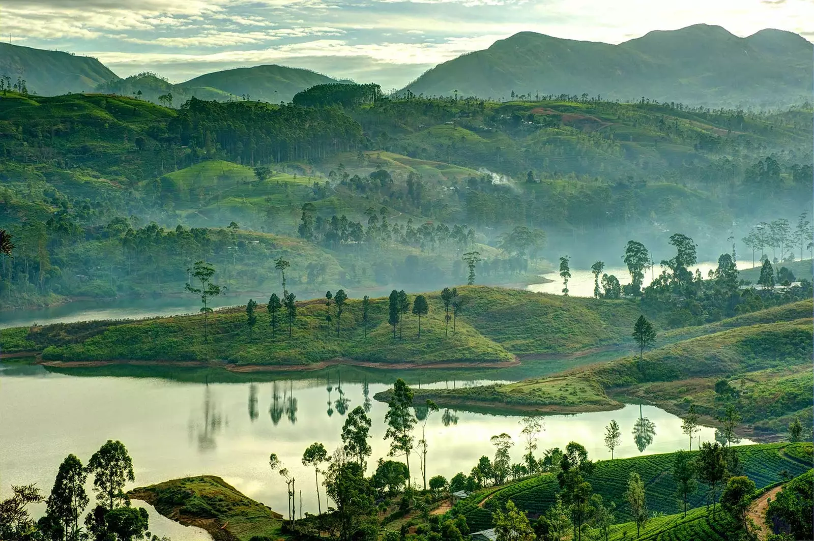 Plantations de thé à Maskeliya dans le centre du Sri Lanka