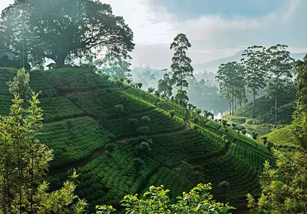 Teeistandused Castlereaghi veehoidla ümbruses Sri Lanka keskmägismaa serval